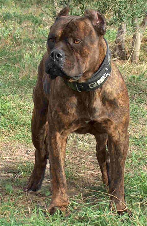 Perro De Presa Canario Breed Guide Learn About The Perro De Presa