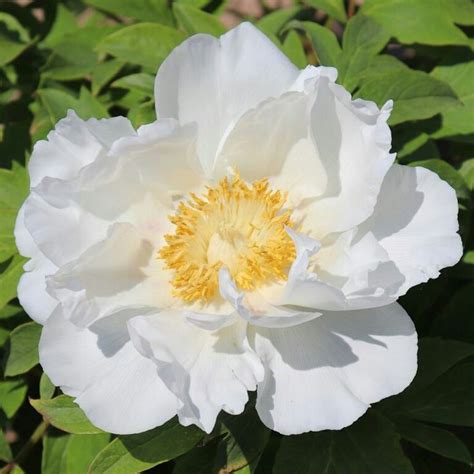 Tree Peony Renkaku