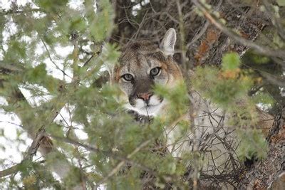 Nebraska Hunting Seasons: Updated - The Predator Hunter