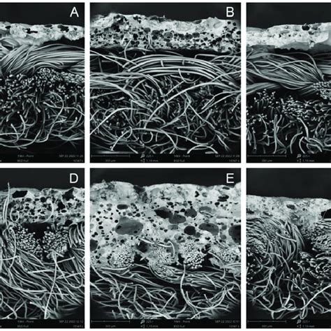 Cross Sectional Scanning Electron Microscopy Figures Of The Six