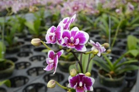 Cultiva DENDROBIUM Fácil GUÍA COMPLETA en Español