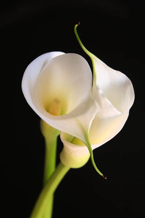 Golden Calla Lilies Stock Image Image Of Reflection Isolated 3396955