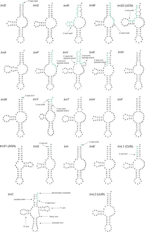 Inferred Secondary Structures Of The 22 Mitochondrial TRNAs From D