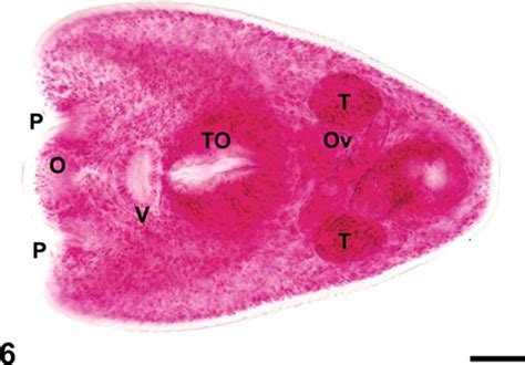 Trematoda Labeled