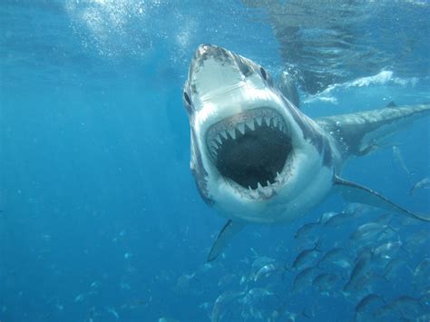 4K, Underwater world, Sharks, Roar, Teeth, HD Wallpaper | Rare Gallery