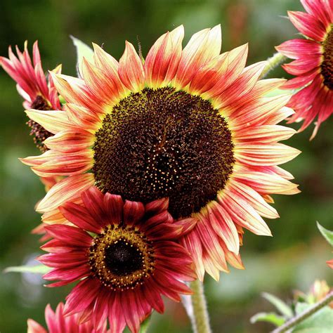 Colorful Sunflowers Photograph by Art Block Collections