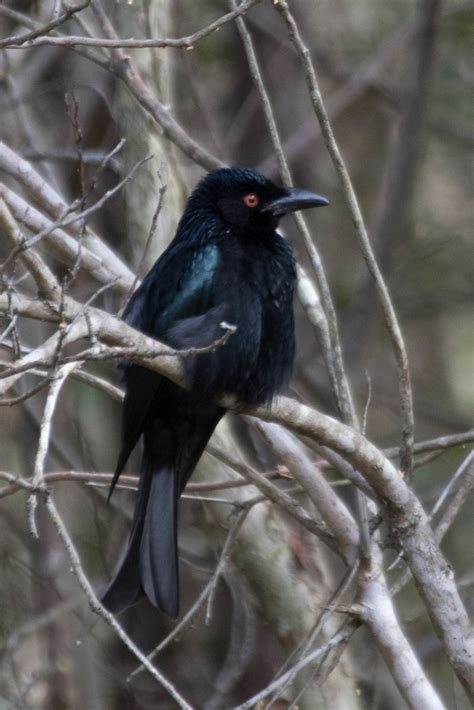 Spangled Drongo Dicrurus Bracteatus Lee Thomas Flickr