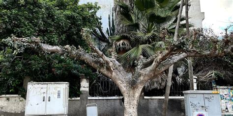 Déracinement darbres centenaires à Casablanca la commune s explique