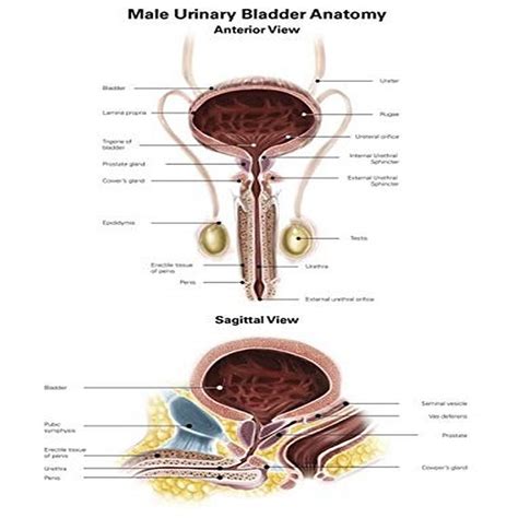 Urinary Bladder Anatomy Female