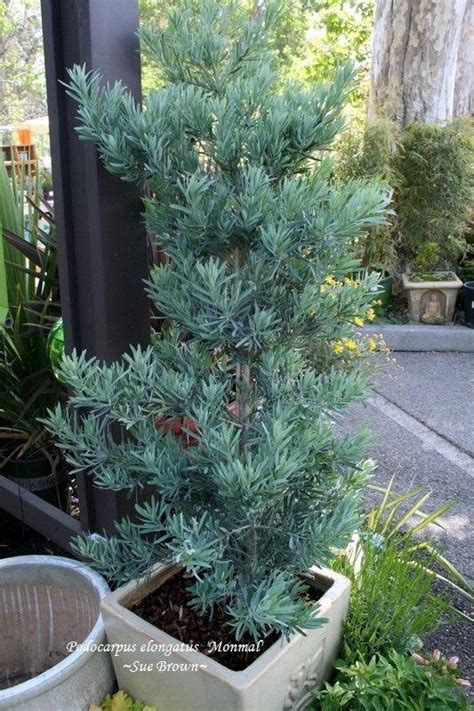 Podocarpus (Podocarpus elongatus Icee Blue®) - Garden.org