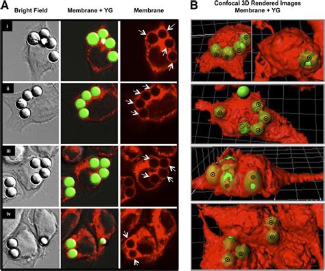 Confocal Imaging Of The Iplitr B Ipfcrg Lmediated Phagocytic