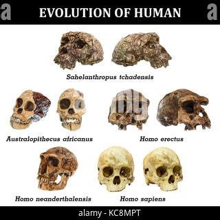 Evolution Des Menschlichen Sch Dels Sahelanthropus Tchadensis