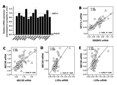 Quantitative Mrna Expression Levels In Genes From The Liver In Female Download Scientific