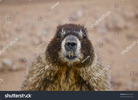 Yellow Bellied Marmot Whistle Pig Close Relative Of The Woodchuck Of