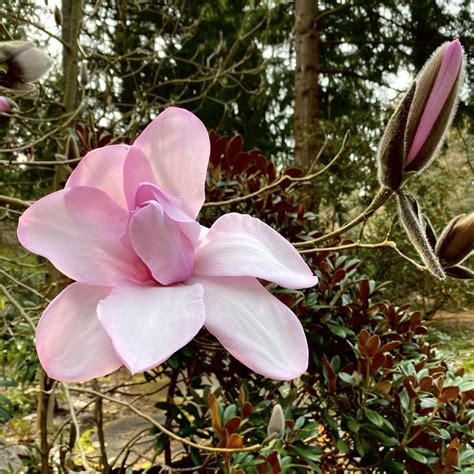 Rhododendron Species Botanical Garden Federal Way Wa