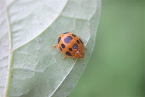 Lady Beetle Lady Bug Identification With Pictures Walter Reeves