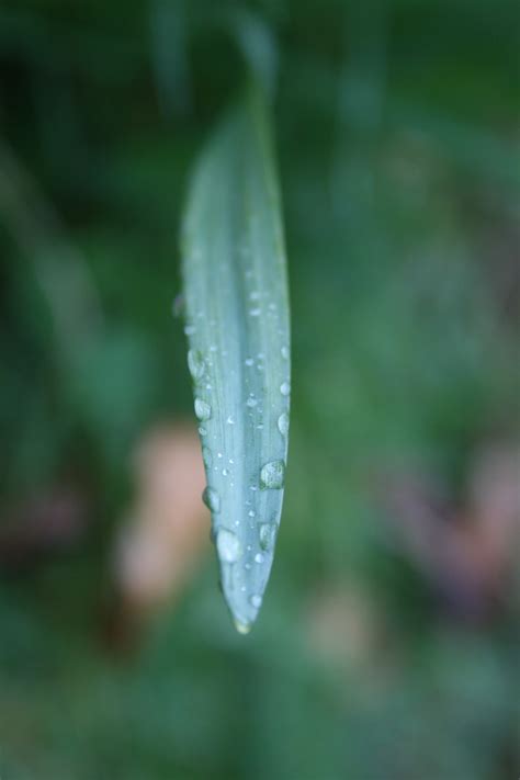 Free Images Water Nature Dew Leaf Flower Petal Green Botany