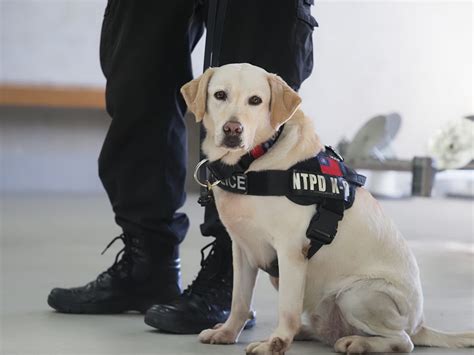 新北警犬光榮退役 3q姊弟pro級好脾氣待領養 中華日報中華新聞雲