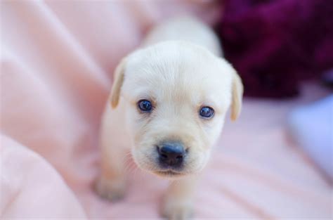 Labrador Cucciolo Disponibili Bellissimi Cuccioli Di Labrador