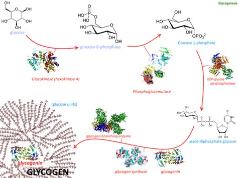 Glycogenesis Glycogenolysis Glycolysis Facts Summary