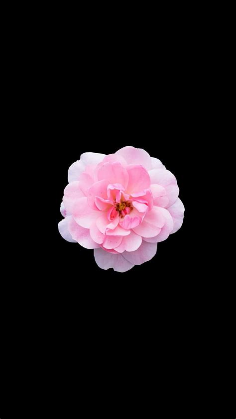 Download Black And Pink Flower Wallpaper