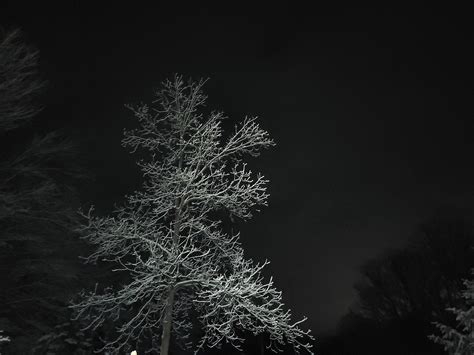 Walnut Tree In Moonlight – Art Photography — Michigan Backyard Journal