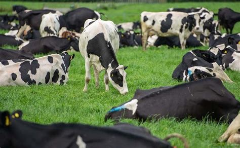 Rising Input Costs Make Milk Price Unsustainable Farm News Farmers Guardian