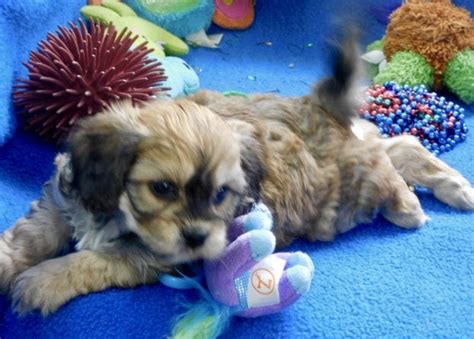 Cavachon Puppies Prices & Puppy Breeder in Iowa | Century Farm Puppies