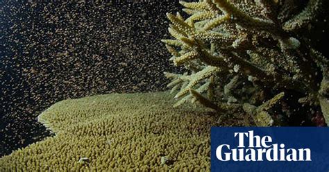 Great Barrier Reef Has Sex Via Mass Egg Release Video Environment