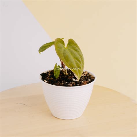 Anthurium Hoffmanii Hybrid x Dark Phoenix – Greenspaces.id