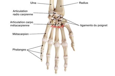 Anatomie De La Main Et Du Poignet Articulations Os Du Carpe Tendons