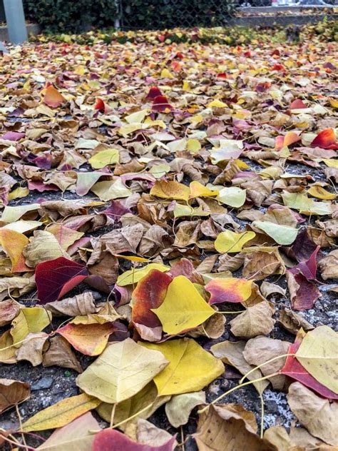 Autumn Leaves On Sidewalk During The Fall Stock Image Image Of Nature