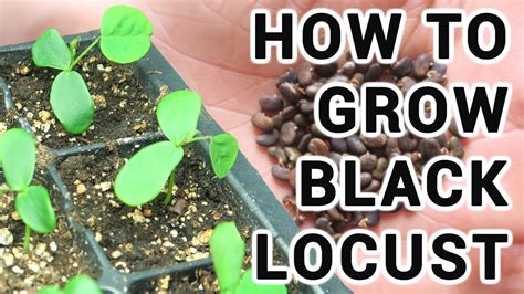 How To Grow Black Locust Trees From Seed Youtube