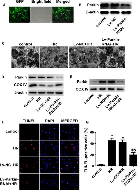 Mitophagy Promoted Cell Apoptosis A H9c2 Cells Were Transfected With