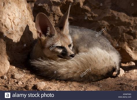 Blanfords Fox High Resolution Stock Photography And Images Alamy