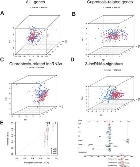 Frontiers Construction And Comprehensive Analysis Of A Curoptosis