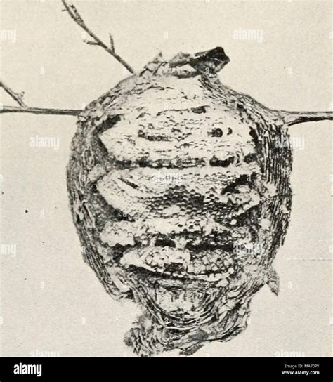 Elementary Entomology Fig 422 Nest Of Yellow Jacket Vespa Sp