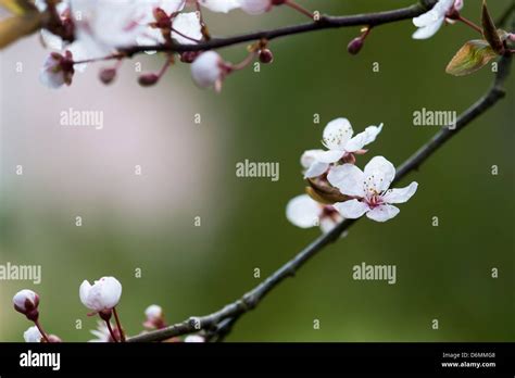 Flowering Plum Prunus Cerasifera Fotos Und Bildmaterial In Hoher