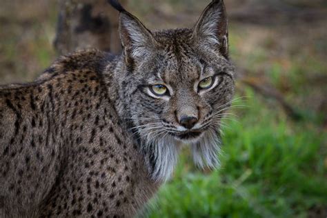 Spains Iberian Lynx Population Soars To 1000 But Species Remains