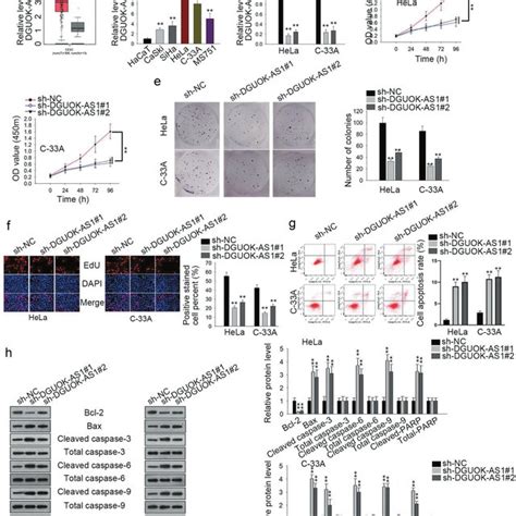 DGUOK AS1 Knockdown Restrains Cell Proliferation In Cervical Cancer