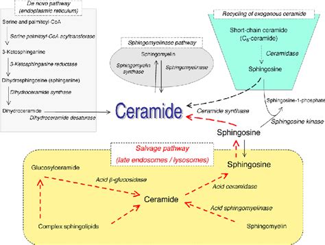 Figure From The Sphingolipid Salvage Pathway In Ceramide Metabolism