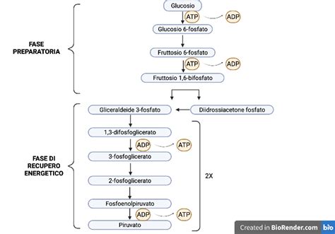 GLYCOLYSIS: central metabolic route of glucose metabolism - EINUMM