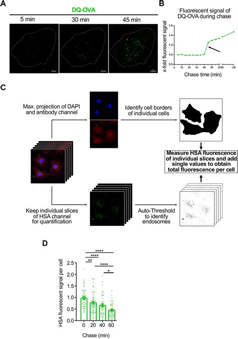 Pulse Chase Analysis Of Dq Ova And Hsa In Boecs A B Pulse Chase