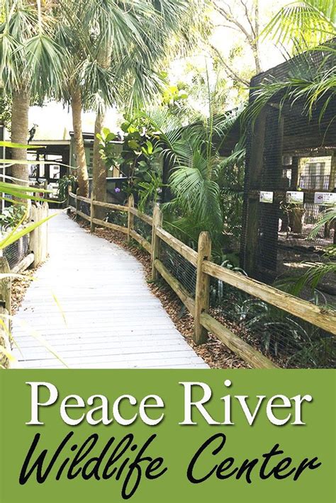 Peace River Wildlife Center | Peace river, Florida travel, Day trips