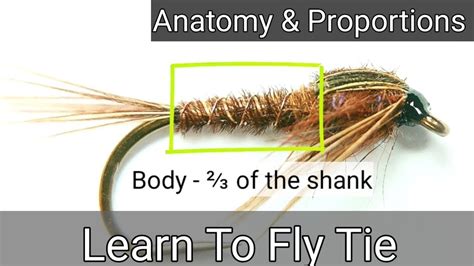 Learn To Fly Tie My Fly Tying For Beginners Anatomy And Proportions