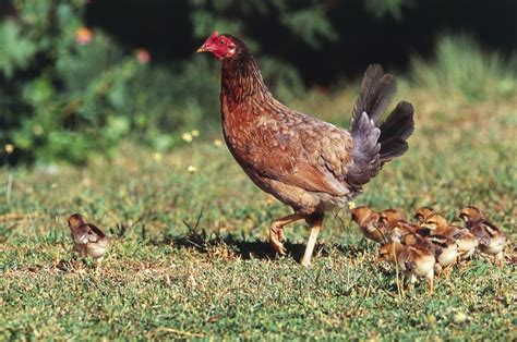 Galinha Poedeira Choca Ficou Choca E Agora S Tio Sancaipi