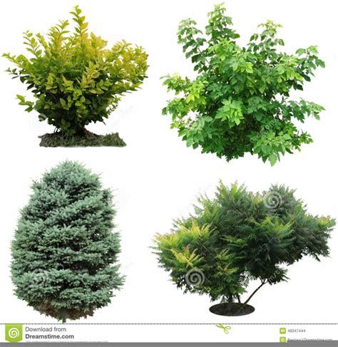 Tree And Shrub Clipart Free Images At Clker Vector Clip Art