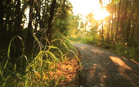 Cabang Pohon Coklat Dan Hijau Lanskap Hutan Jalan Wallpaper HD