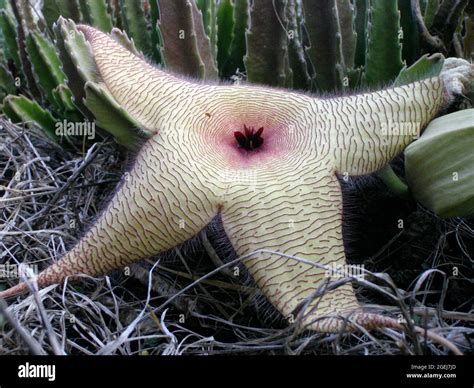 Starfish Flower Stapelia Grandiflora Makapu U Oahu Hawaii USA