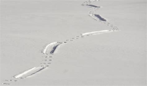 Fisher Animal Tracks - Sunny Animal Wallpapers